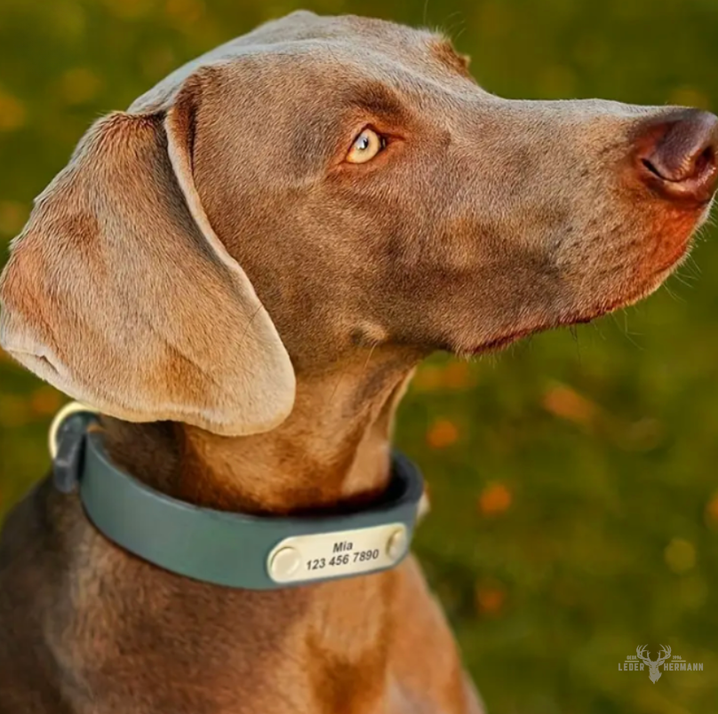 Hunde Halsband aus Rindsleder mit Gravurplatte
